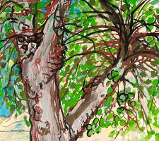 Madness - The Judas tree