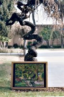 Weeping Mulberry Tree (Majnun) winter and spring